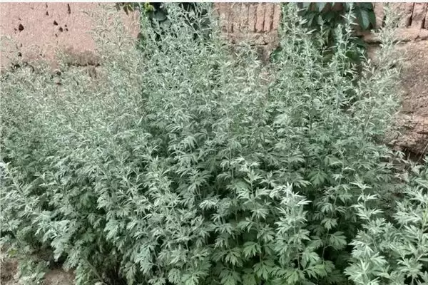 艾蒿和艾叶是同一种植物吗？区别在哪？全面解析两者差异插图1