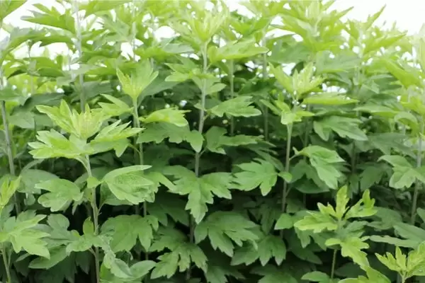 艾蒿和艾叶是同一种植物吗?区别在哪?全面解析两者差异-会东网