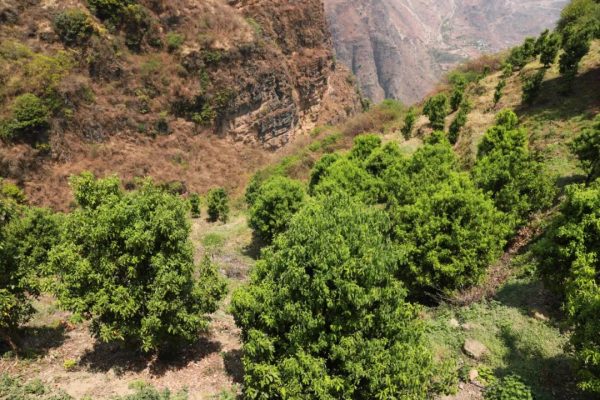 会东县地理位置优越 光照条件充足 盛产优质水果插图2 会东县地理位置优越 光照条件充足 盛产优质水果插图2