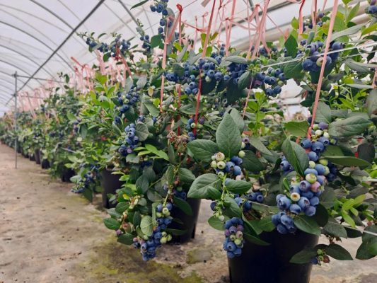 会东县地理位置优越 光照条件充足 盛产优质水果-会东网