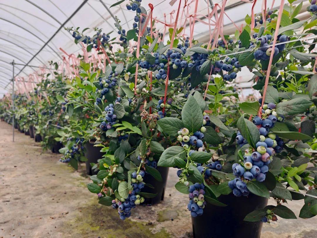 会东蓝莓产业：小果子撬动大就业，铺就群众致富路-会东网