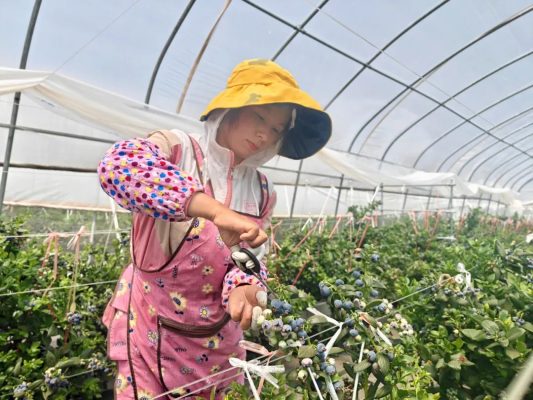 会东县地理位置优越 光照条件充足 盛产优质水果插图1 会东县地理位置优越 光照条件充足 盛产优质水果插图1