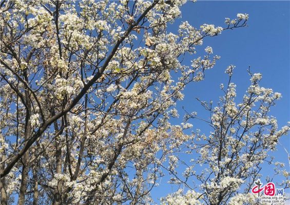 凉山会东县旅游攻略:探秘川滇交界处的世外桃源-会东网