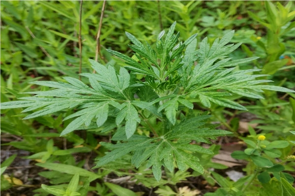 艾蒿可以种植吗？需要什么条件？艾蒿种植全攻略-会东网