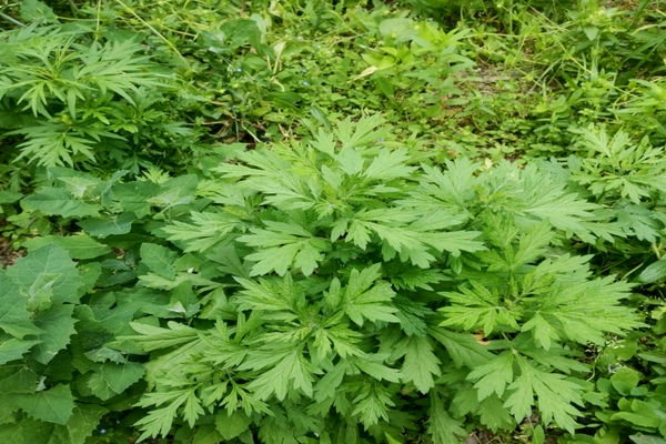 艾蒿能种植吗?所需条件大揭秘:从选种到收获的全流程解析-会东网