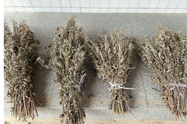 艾蒿有几种类型？如何开始种植艾蒿？新手必看指南-会东网