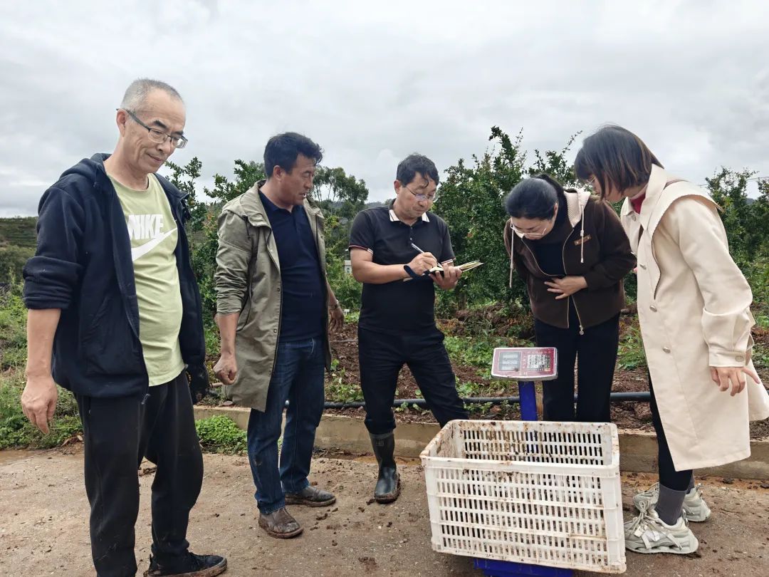 会东“石榴+马铃薯”套种：测产选种促增收 探索粮经复合新模式-会东网