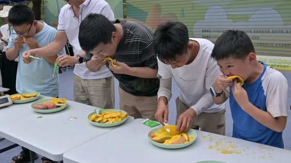 铁柳镇首届芒果采摘节启幕：农文旅融合绘就和美乡村新景-会东网