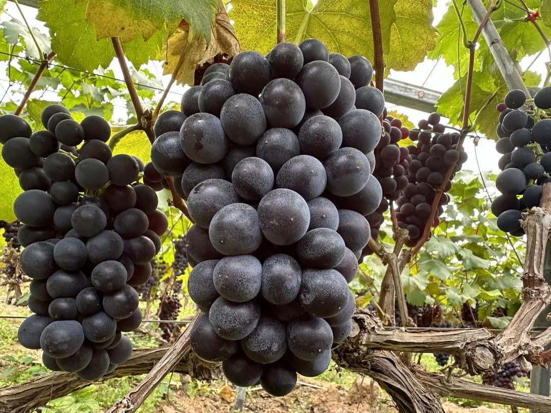 鲹鱼河镇葡萄村：棚室葡萄迎丰收 串起乡村振兴 “甜蜜” 产业链-会东网