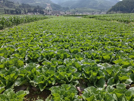 会东堵格镇:白菜产业蓬勃发展,撑起乡村振兴“绿伞”-会东网