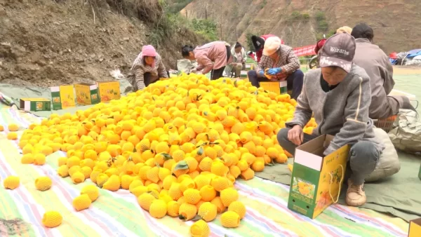 鲁吉沃柑缀满枝 金色产业富乡村-会东网