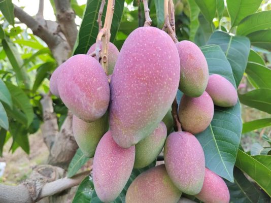 凉山州布拖县卖菜指南：高原特色农产品采购攻略插图1