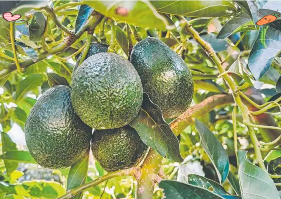 老君滩乡：山水之间展新貌，特色发展谱新篇插图4