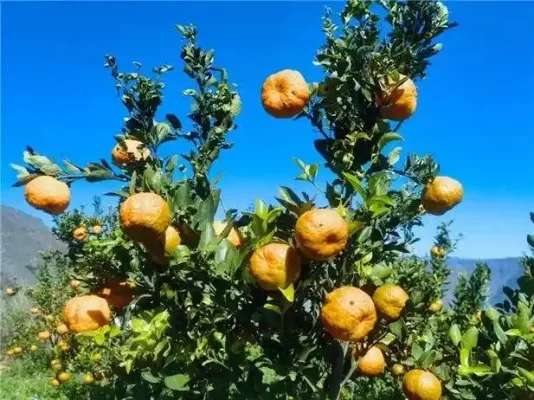 凉山州布拖县卖菜指南:高原特色农产品采购攻略-会东网