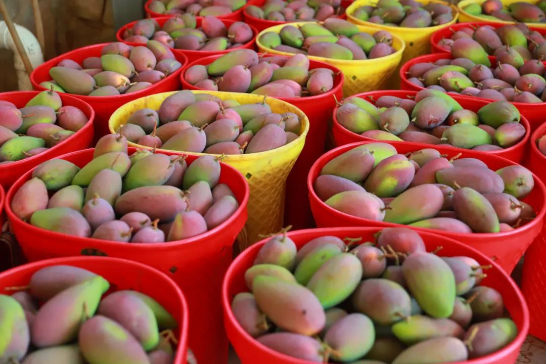 会东县：“产业三策”激活乡村振兴“一池春水”插图3