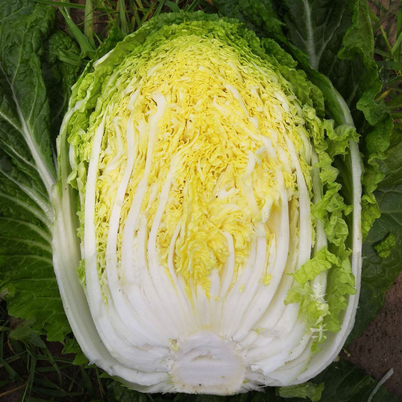 白菜包括哪几种?常见白菜品种全解析插图1 白菜包括哪几种?常见白菜品种全解析插图1