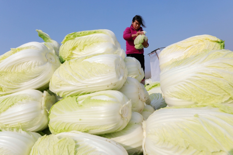 白菜包括哪几种?常见白菜品种全解析插图 白菜包括哪几种?常见白菜品种全解析插图