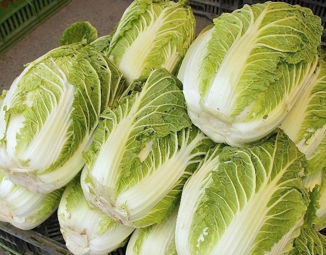 白菜包括哪几种?常见白菜品种全解析插图2 白菜包括哪几种?常见白菜品种全解析插图2