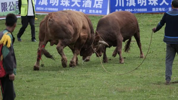云端鲁南·清凉彝乡”:火把节燃情启幕,嗨翻鲁南山!-会东网