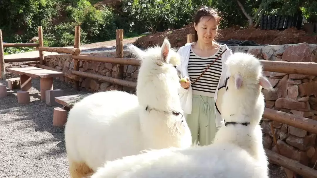 稻田音乐会“潮”涌乡村，会东文旅融合奏响乡村振兴“爆款”强音插图3