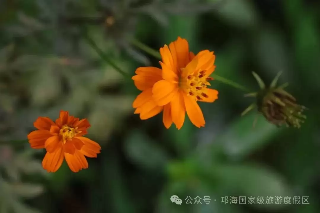 秋爽时节来邛海国家级旅游度假区，邂逅浪漫花海，畅享惬意秋日时光插图14