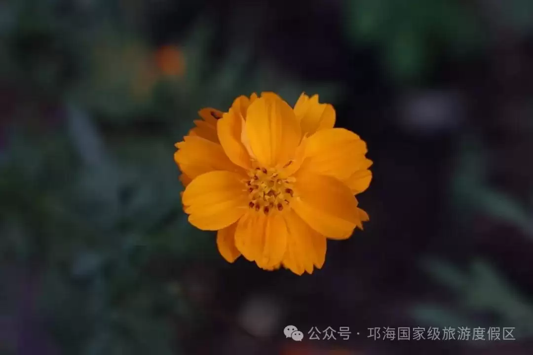 秋爽时节来邛海国家级旅游度假区，邂逅浪漫花海，畅享惬意秋日时光插图12