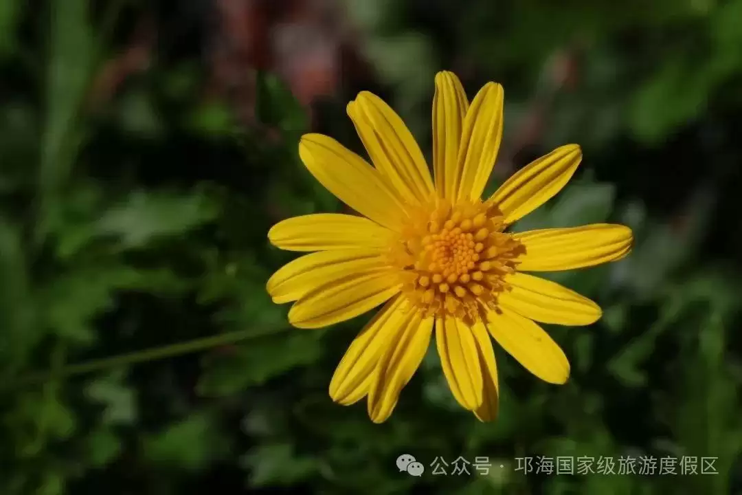 秋爽时节来邛海国家级旅游度假区，邂逅浪漫花海，畅享惬意秋日时光插图1