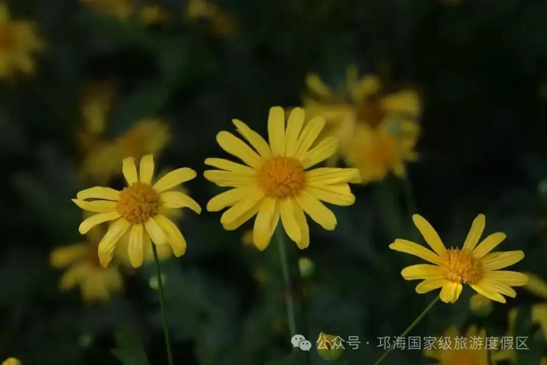 秋爽时节来邛海国家级旅游度假区，邂逅浪漫花海，畅享惬意秋日时光插图3