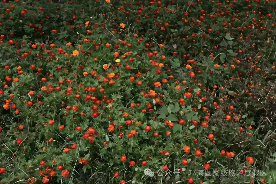 秋爽时节来邛海国家级旅游度假区，邂逅浪漫花海，畅享惬意秋日时光插图16