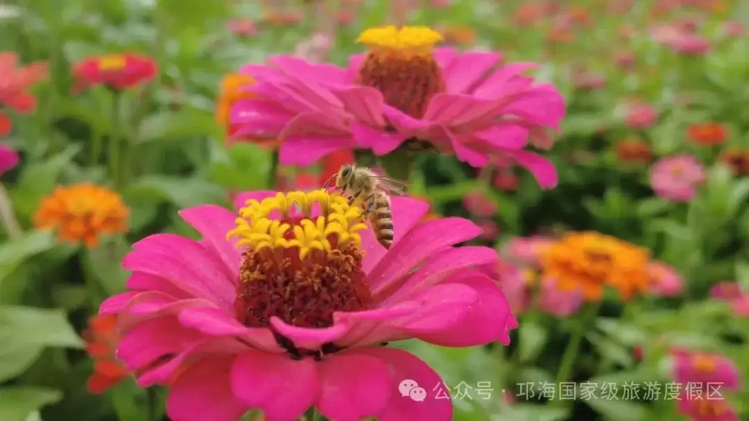 秋爽时节来邛海国家级旅游度假区，邂逅浪漫花海，畅享惬意秋日时光插图11