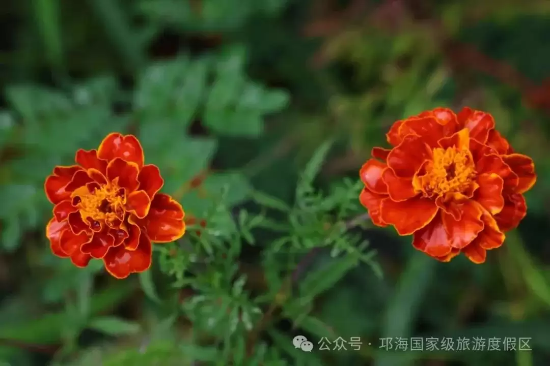 秋爽时节来邛海国家级旅游度假区，邂逅浪漫花海，畅享惬意秋日时光插图22