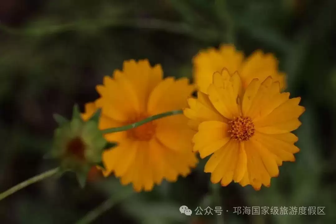 秋爽时节来邛海国家级旅游度假区，邂逅浪漫花海，畅享惬意秋日时光插图20