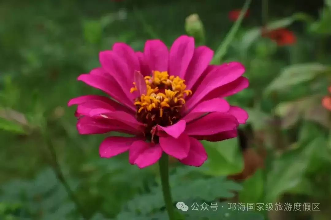 秋爽时节来邛海国家级旅游度假区，邂逅浪漫花海，畅享惬意秋日时光插图9