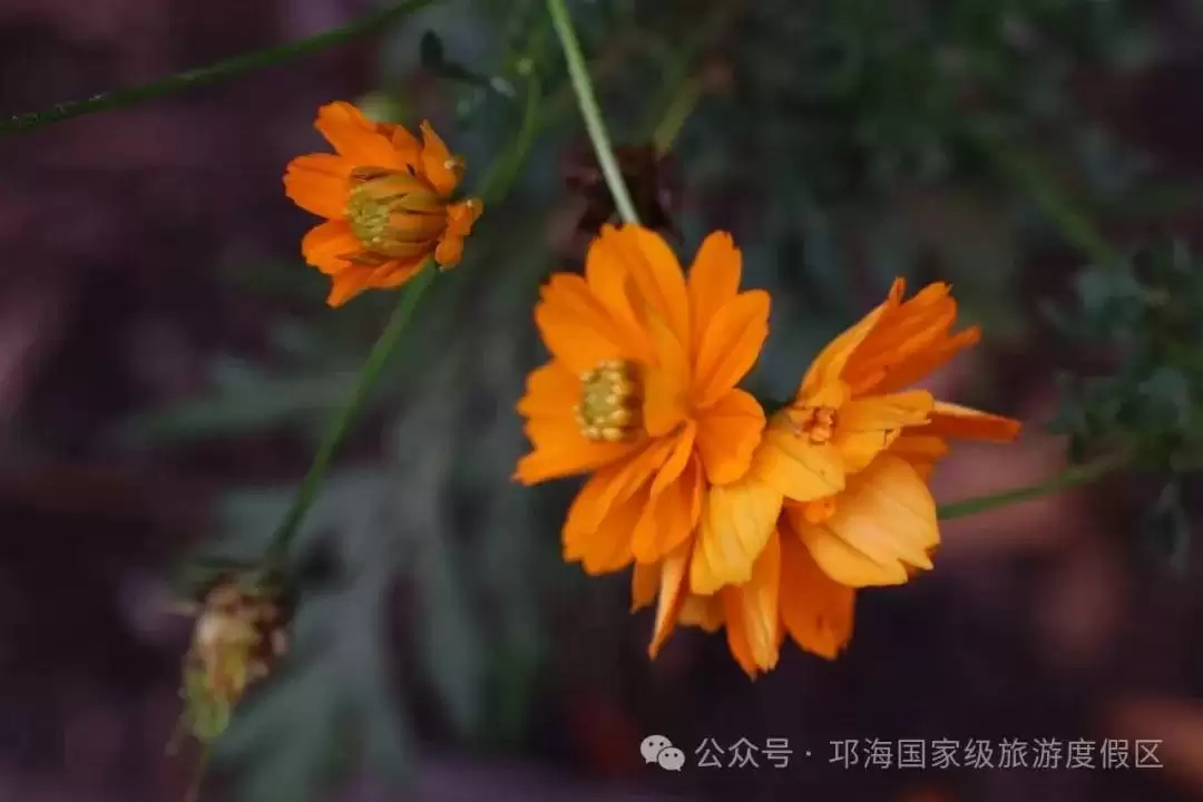 秋爽时节来邛海国家级旅游度假区，邂逅浪漫花海，畅享惬意秋日时光插图13