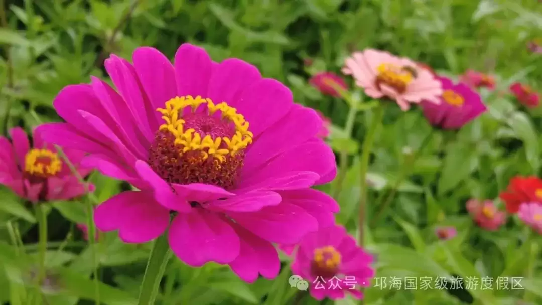 秋爽时节来邛海国家级旅游度假区，邂逅浪漫花海，畅享惬意秋日时光插图21