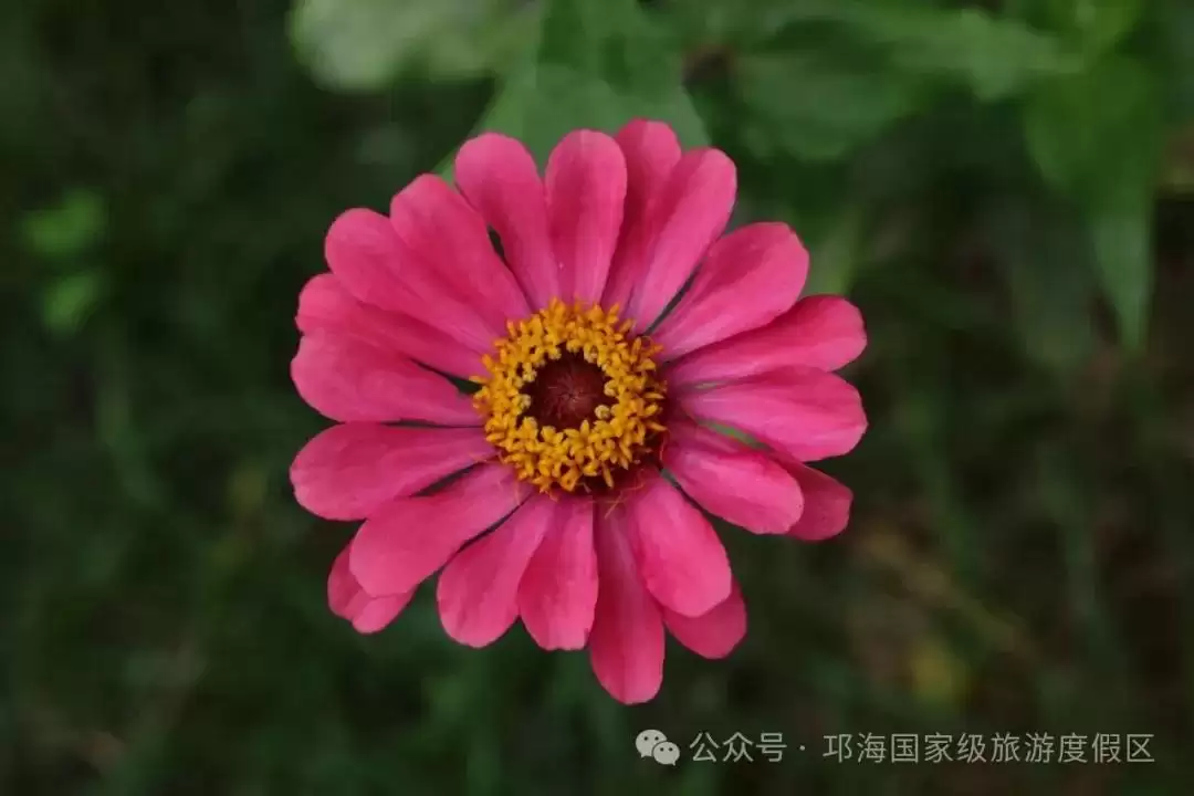 秋爽时节来邛海国家级旅游度假区，邂逅浪漫花海，畅享惬意秋日时光插图17