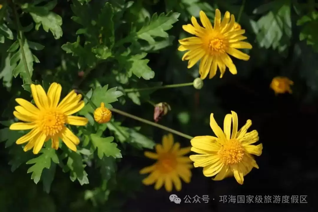 秋爽时节来邛海国家级旅游度假区，邂逅浪漫花海，畅享惬意秋日时光插图8