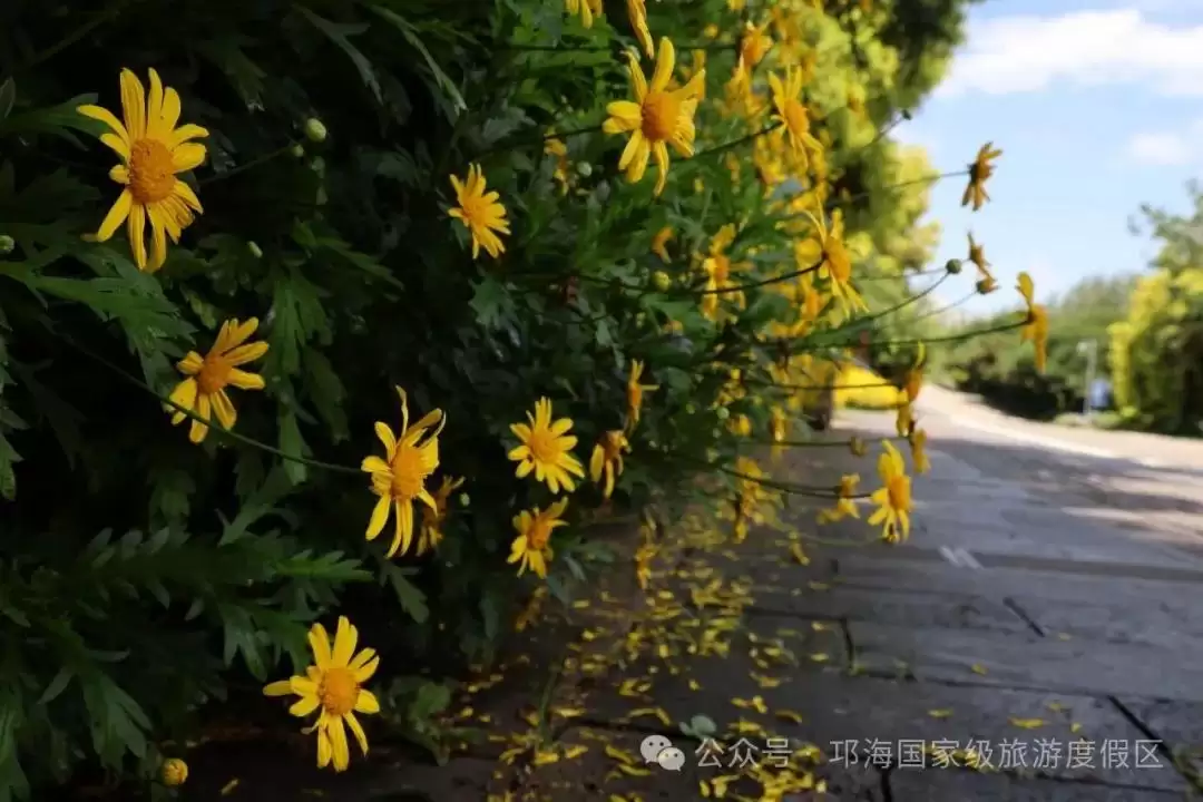 秋爽时节来邛海国家级旅游度假区，邂逅浪漫花海，畅享惬意秋日时光插图5