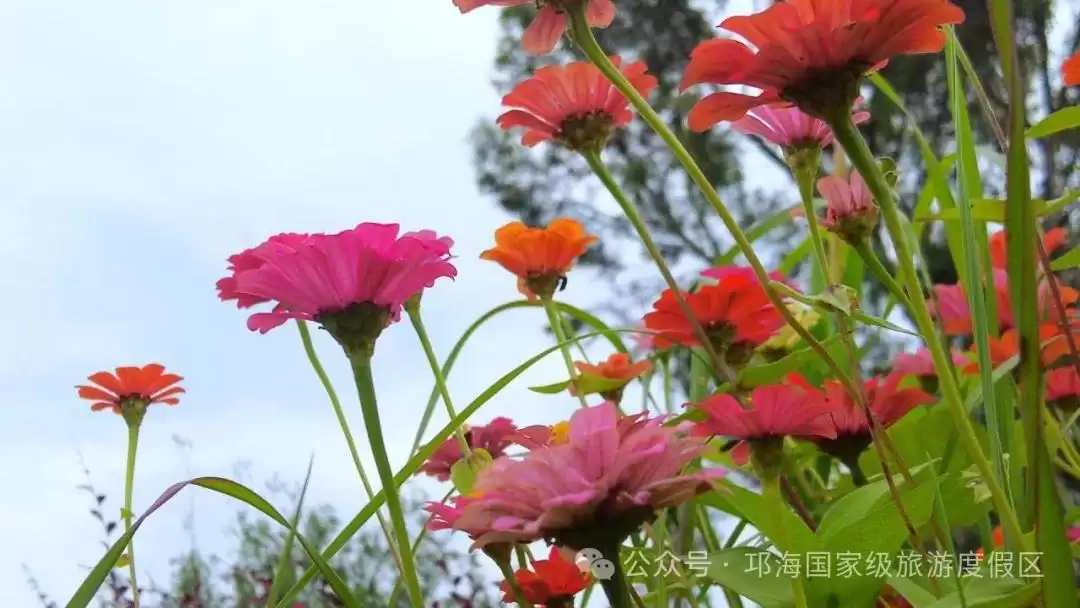 秋爽时节来邛海国家级旅游度假区，邂逅浪漫花海，畅享惬意秋日时光插图10