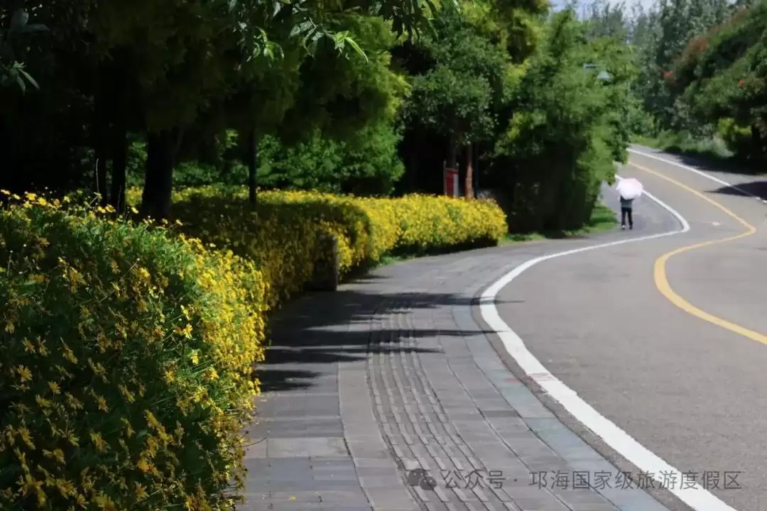 秋爽时节来邛海国家级旅游度假区，邂逅浪漫花海，畅享惬意秋日时光插图4