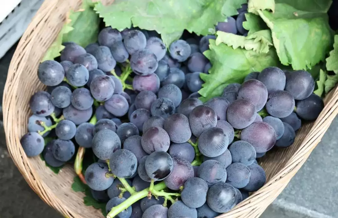 立秋后西昌仍热，本地人狂炫的清凉美食大揭秘：冰糕凉粉冰粉水果等速看插图17