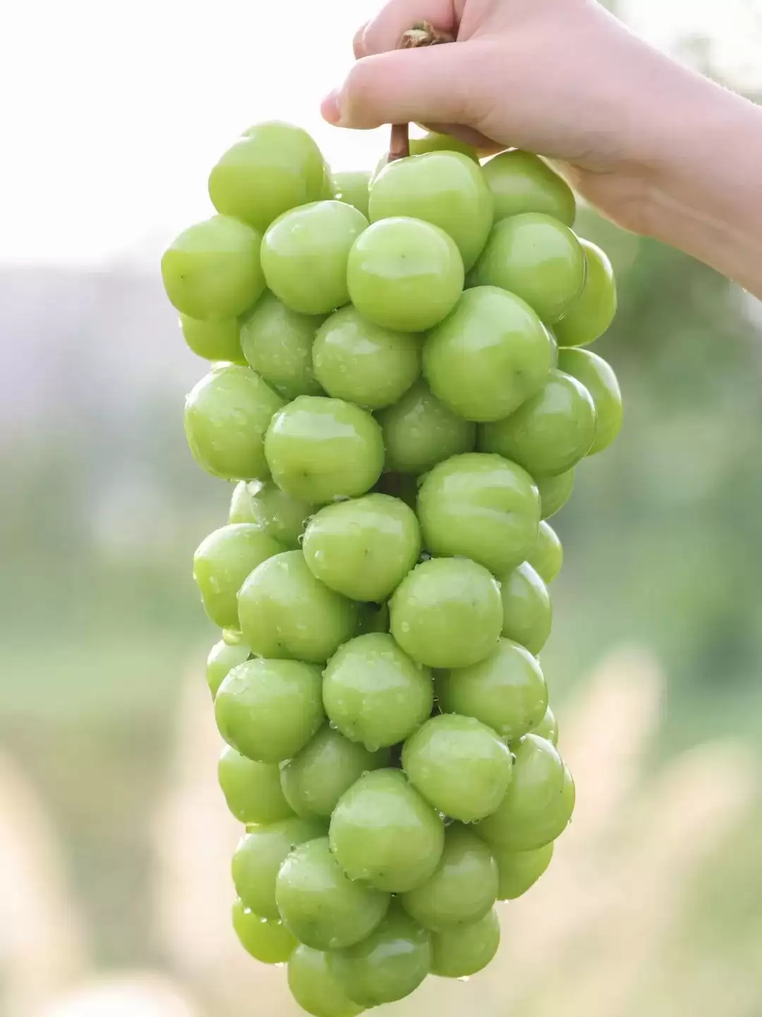 立秋后西昌仍热，本地人狂炫的清凉美食大揭秘：冰糕凉粉冰粉水果等速看插图19