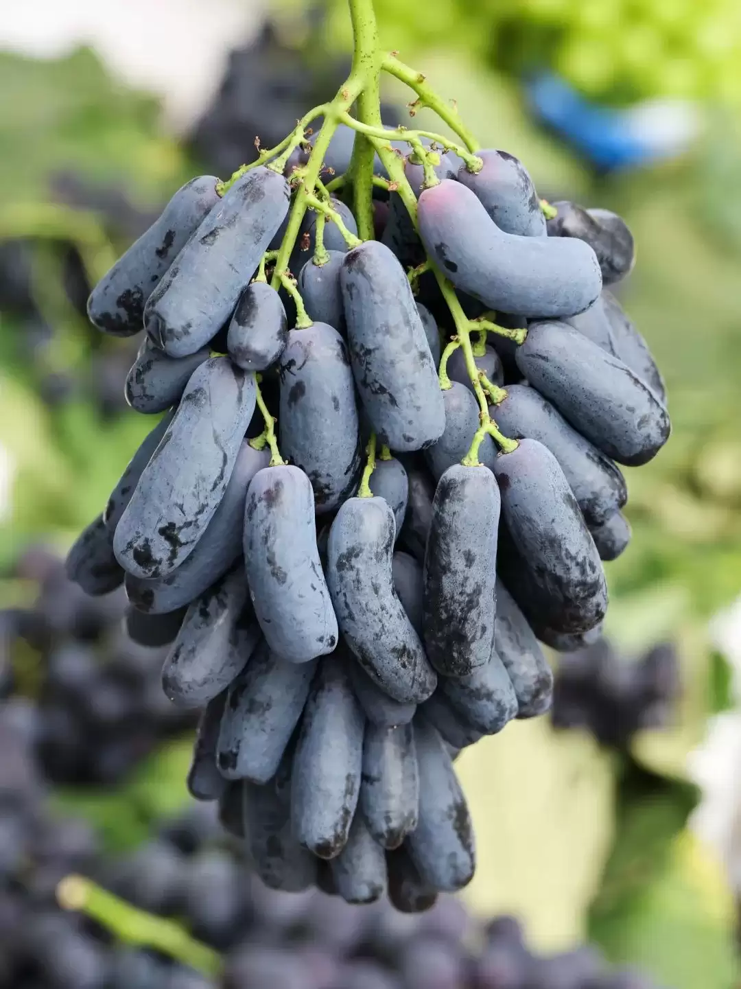 立秋后西昌仍热，本地人狂炫的清凉美食大揭秘：冰糕凉粉冰粉水果等速看插图18