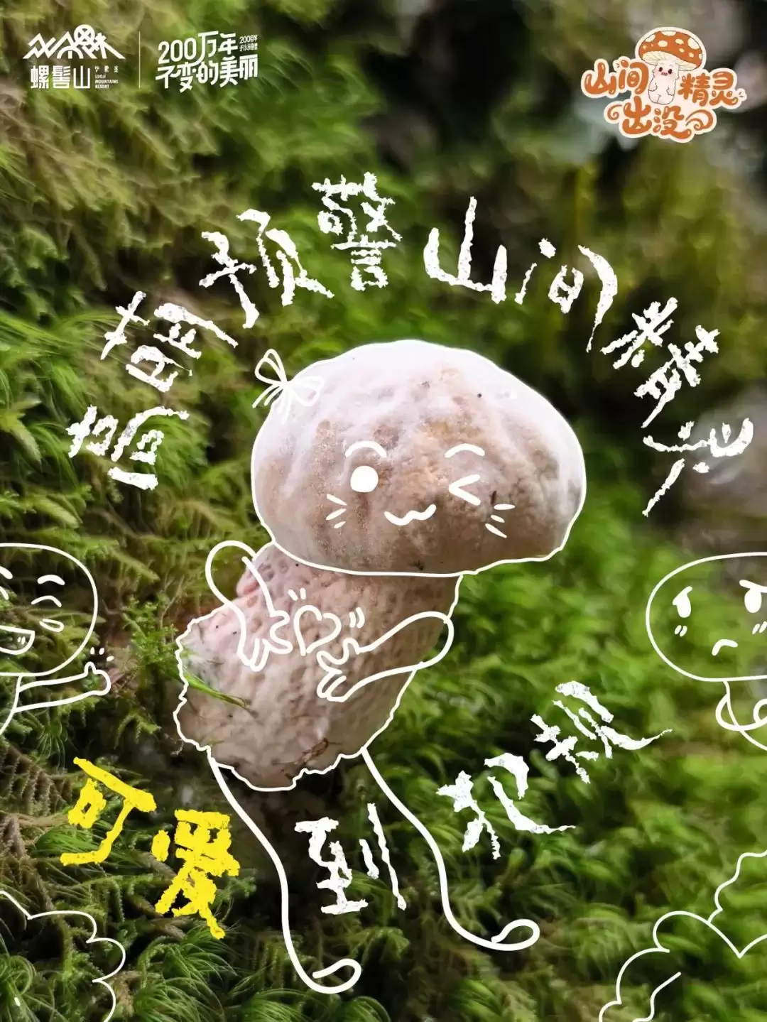 螺髻山游玩攻略 | 八月雨润仙境，“山间精灵” 野生菌出没，快来开盲盒插图3