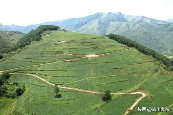 会东网：凉山州围绕 “森林四库” 建设，上半年完成营造林近 16 万亩-会东网