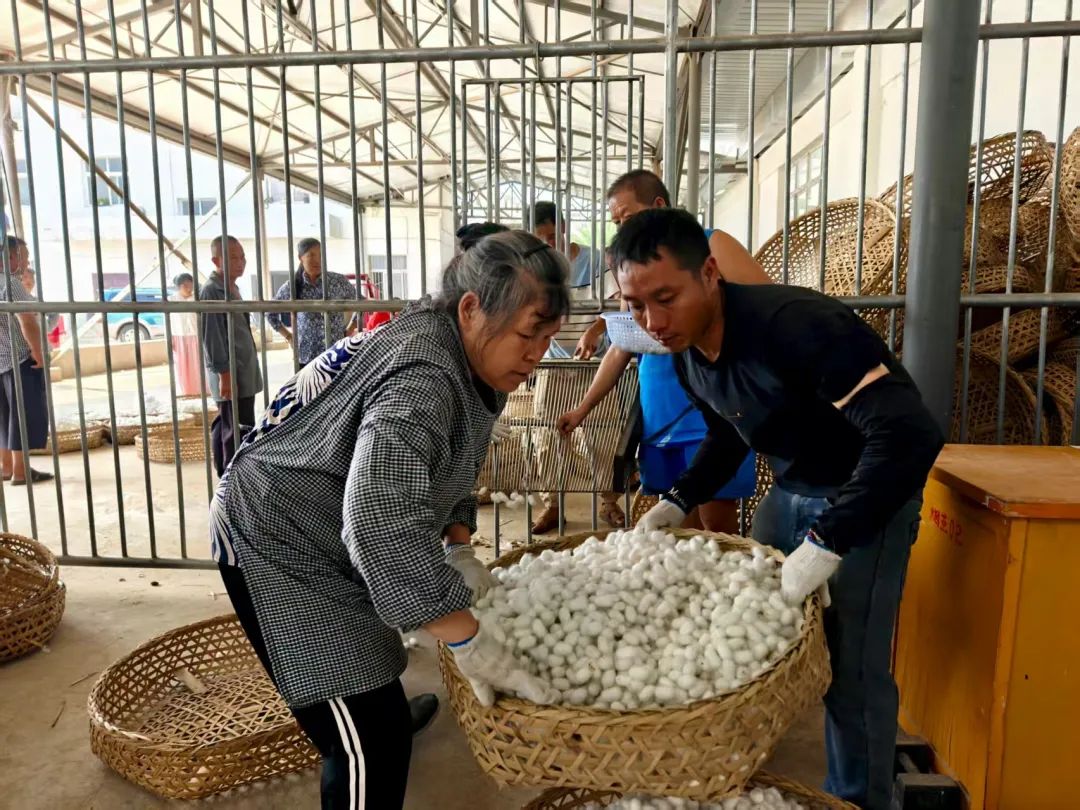 会东夏蚕收购高峰来袭！蚕桑产业稳进增效，多举措助力乡村振兴-会东网