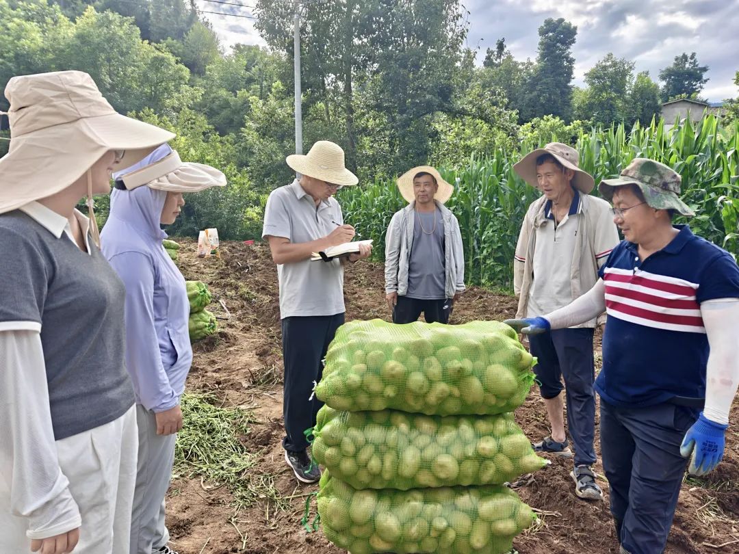凉山州会东马铃薯示范片测产成果显著:新技术增产增效,获专家力推-会东网