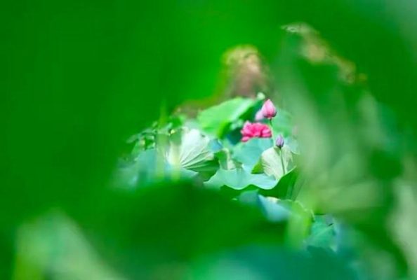 会理八月，藏于北纬 26° 的清爽：黎溪石厂，荷花摇曳的夏日诗画-会东网