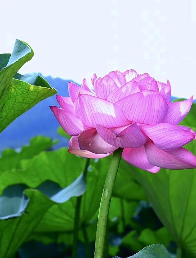 会理八月，藏于北纬 26° 的清爽：黎溪石厂，荷花摇曳的夏日诗画插图2