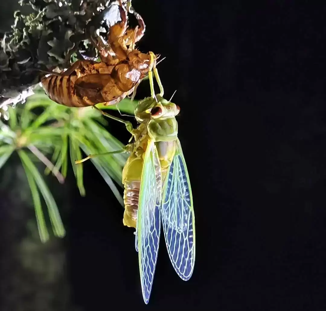 会东夏日清凉指南：解锁自然里的亲子狂欢时光插图8